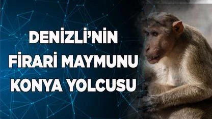 Denizli Çamlık Firari Maymun Hikayesi