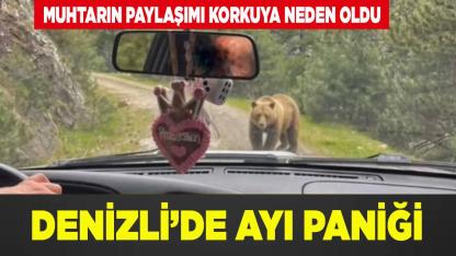 Denizli’de Ayı Paniği