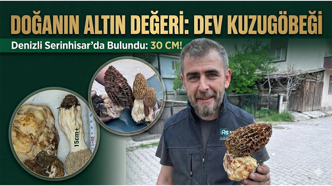 Denizli'de Dev Kuzugöbeği Şaşırttı