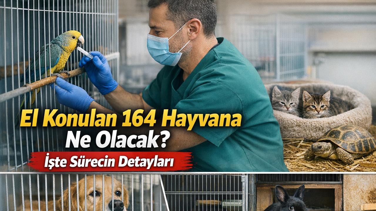 El Konulan 164 Hayvana Ne Olacak? Süreç Başladı
