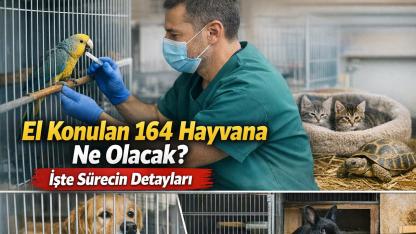 El Konulan 164 Hayvana Ne Olacak? Süreç Başladı