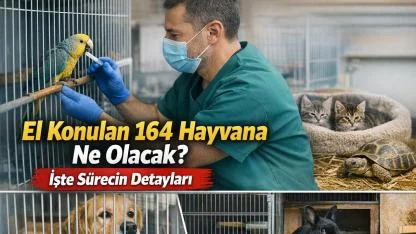 El Konulan 164 Hayvana Ne Olacak? Süreç Başladı
