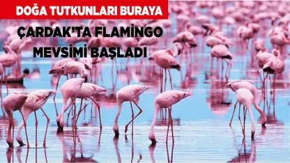 Flamingo Sürüleri Acıgöl’e Muhteşem Dönüş Yaptı
