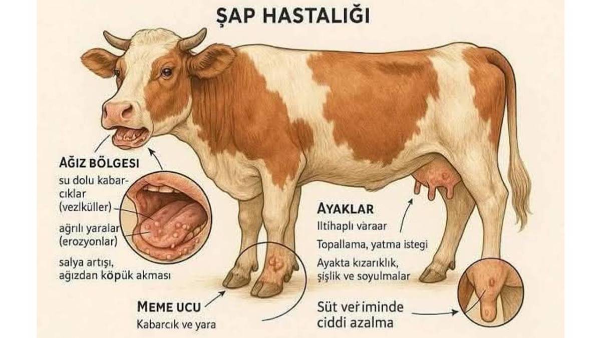 Denizli'de şap hastalıyla mücadele sürüyor