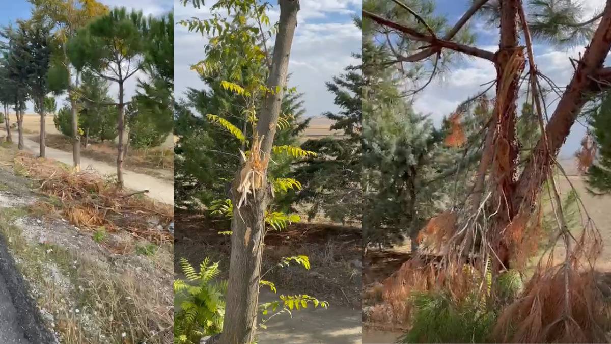 Denizli’de ağaç katliamı