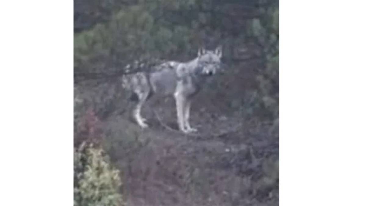 Mantar toplamaya çıktı, Kurt'la karşılaştı