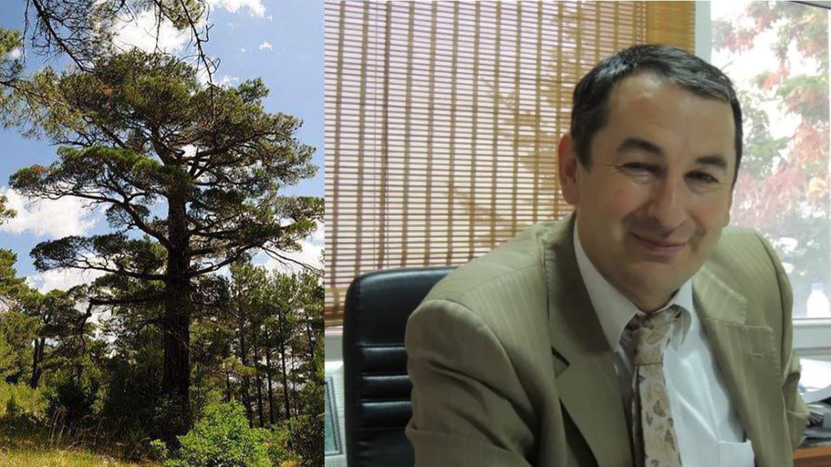 CANTÜRK, TÜRKİYE’NİN SİGORTASI: KIZILÇAM ORMANLARI