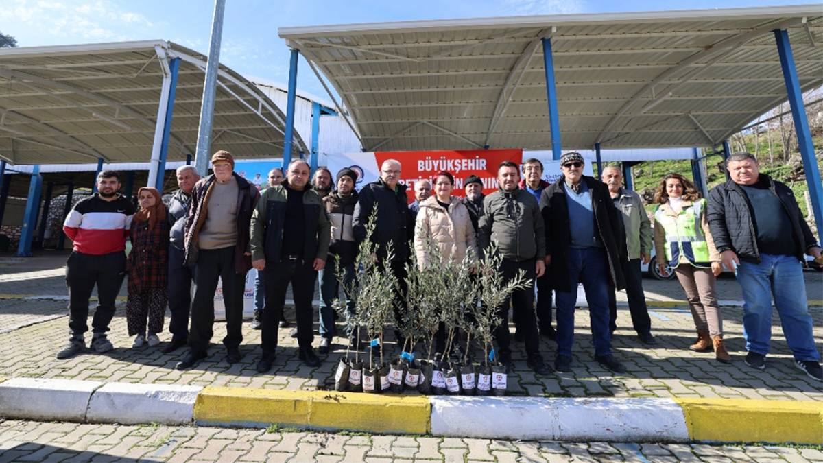 Denizli’de Zeytin Seferberliği Başladı
