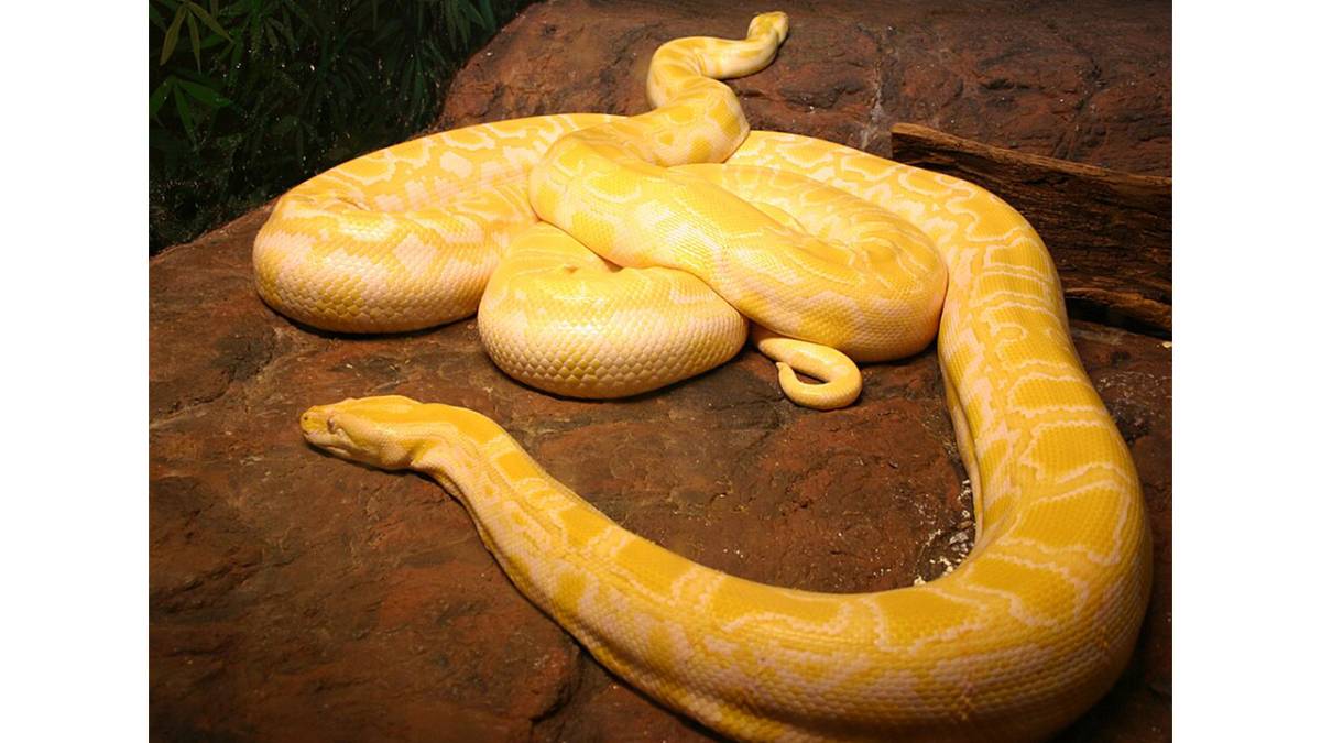 Denizli'de Kaçak Piton Operasyonu