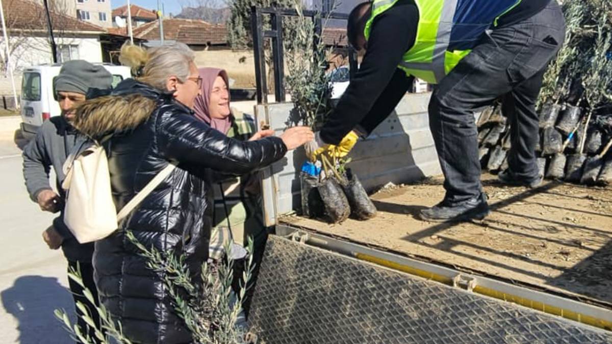 Bozkurt'ta Çiftçilere Zeytin Desteği Başladı