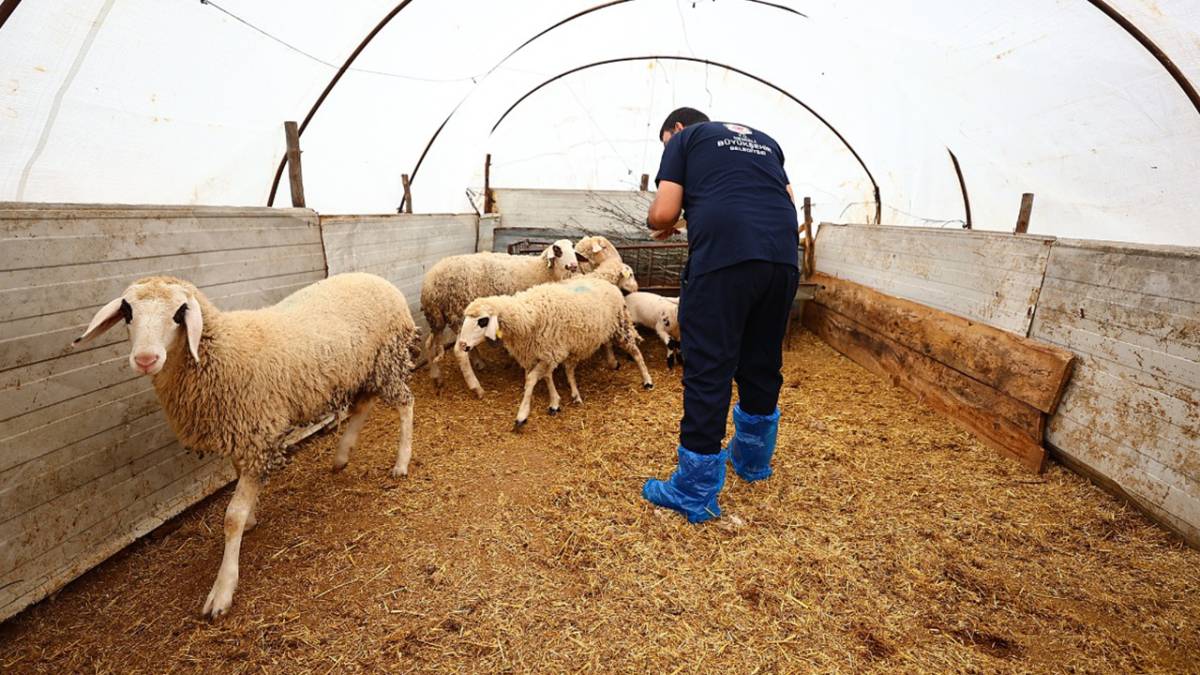 Denizli'de Hayvancılığa Dev Destek