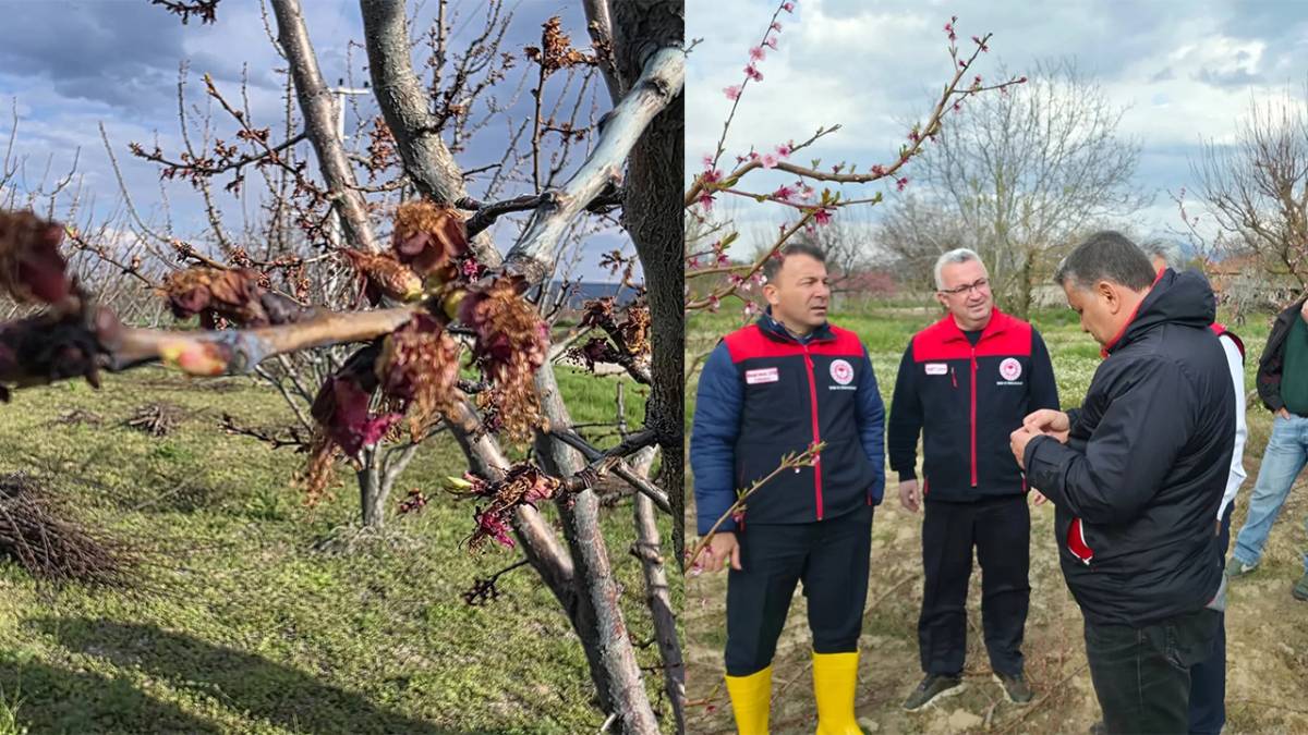 Çivril'de Zirai Don Meyve Bahçelerini Vurdu
