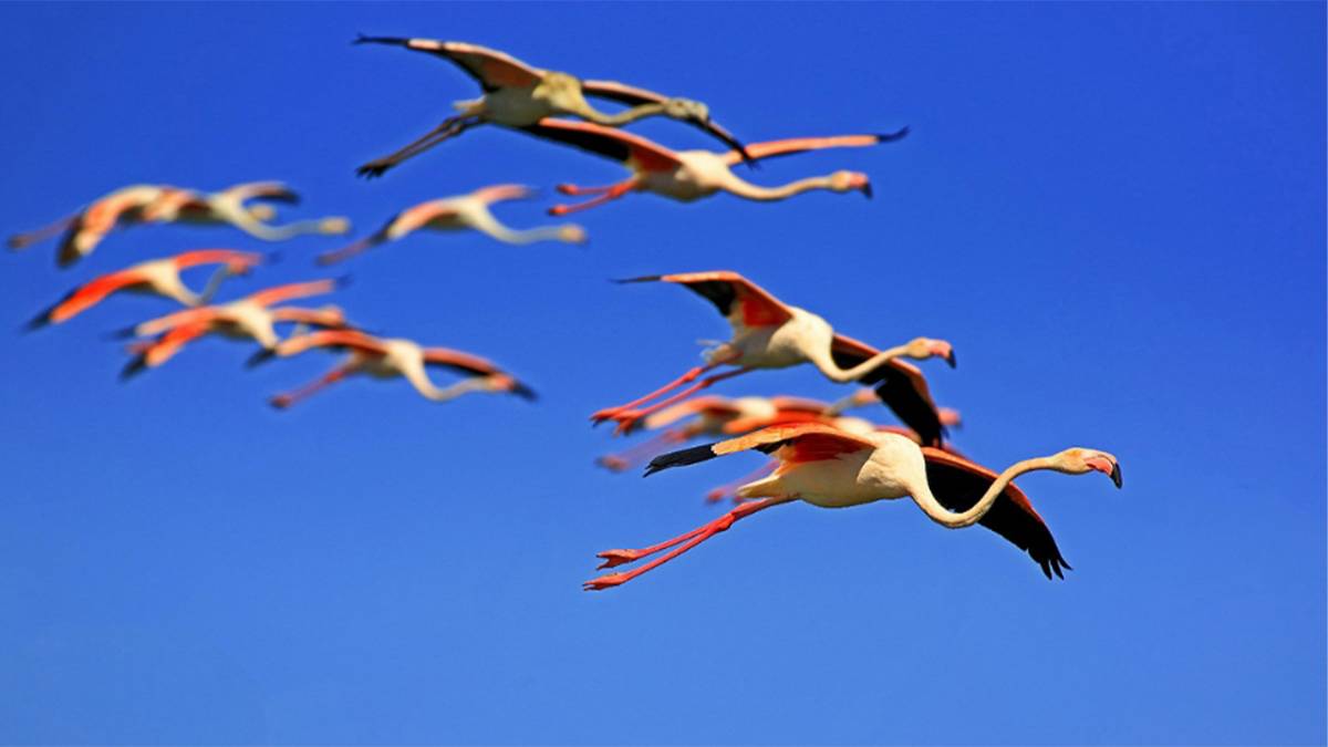 Flamingo Sürüleri Acıgöl’e Muhteşem Dönüş Yaptı