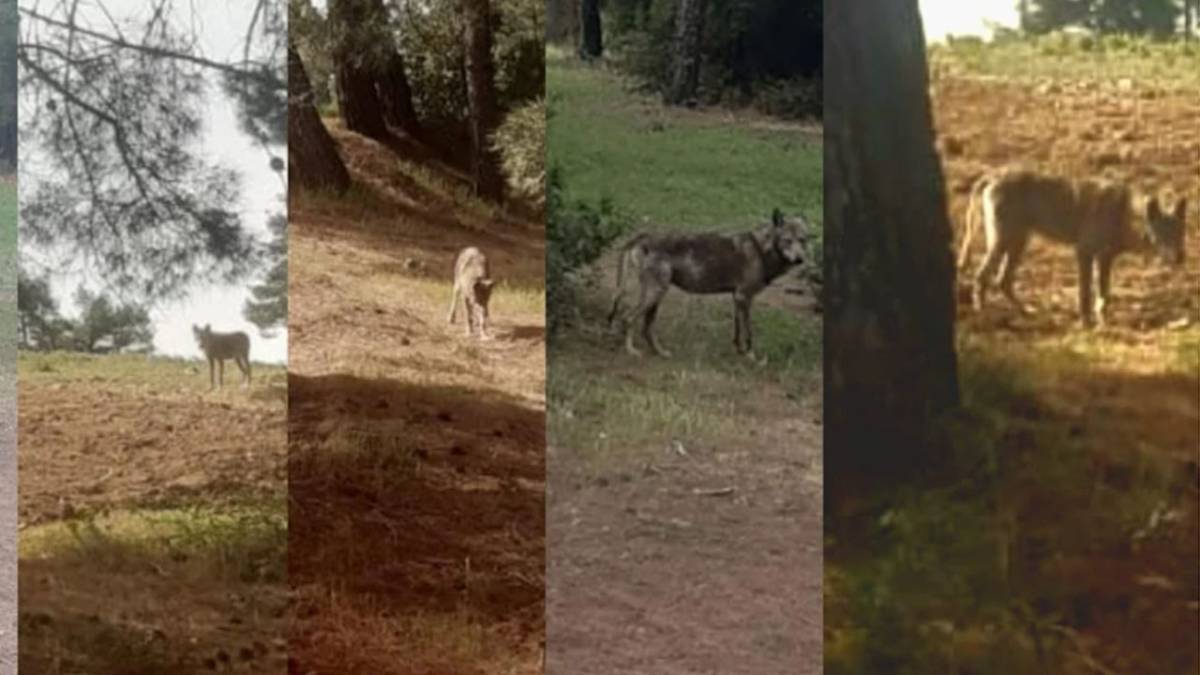 Buldan’da Kurt Paniği