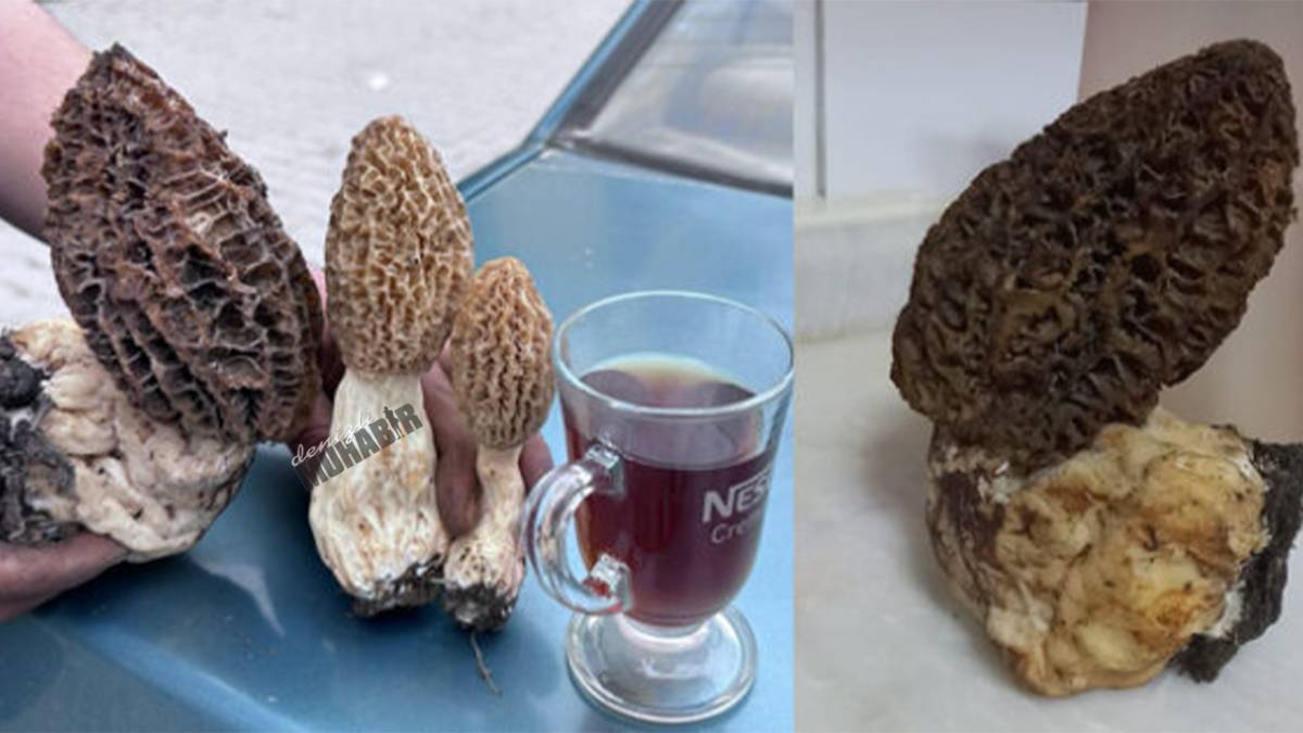 Denizli'de Dev Kuzugöbeği Şaşırttı