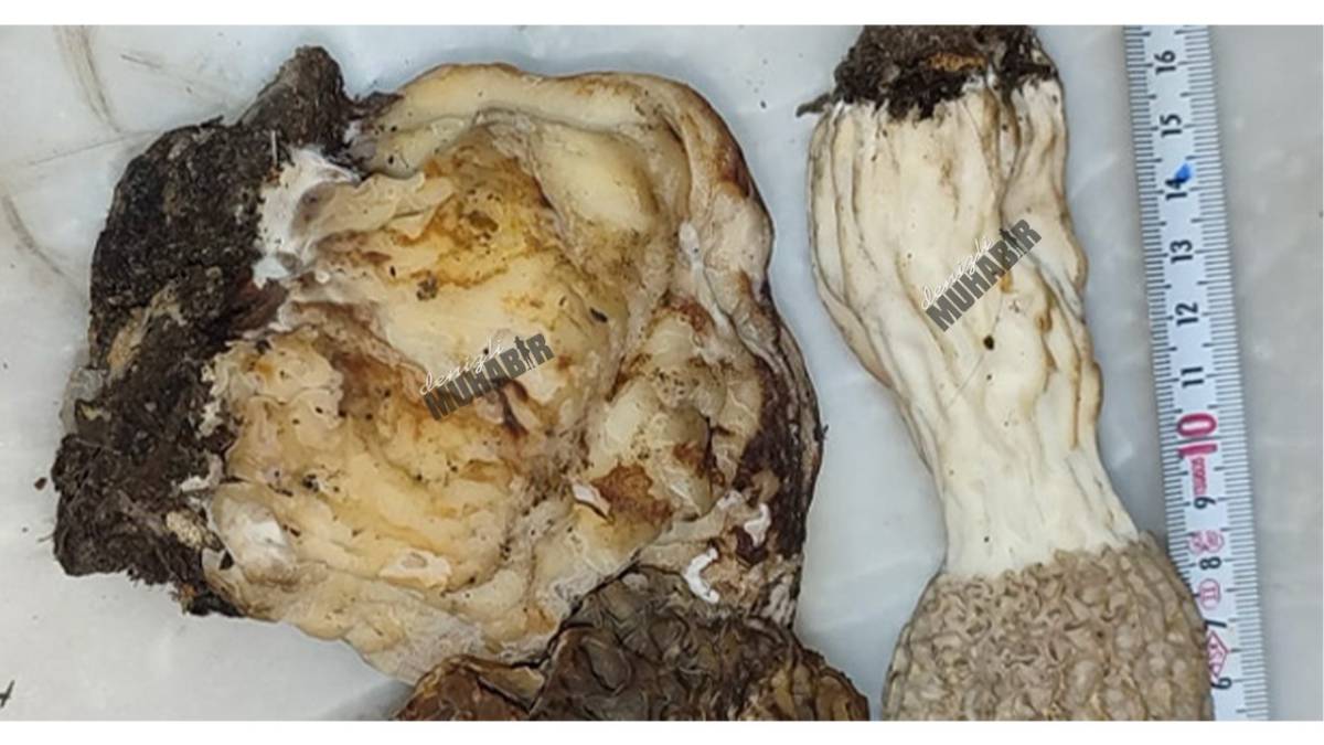 Denizli'de Dev Kuzugöbeği Şaşırttı