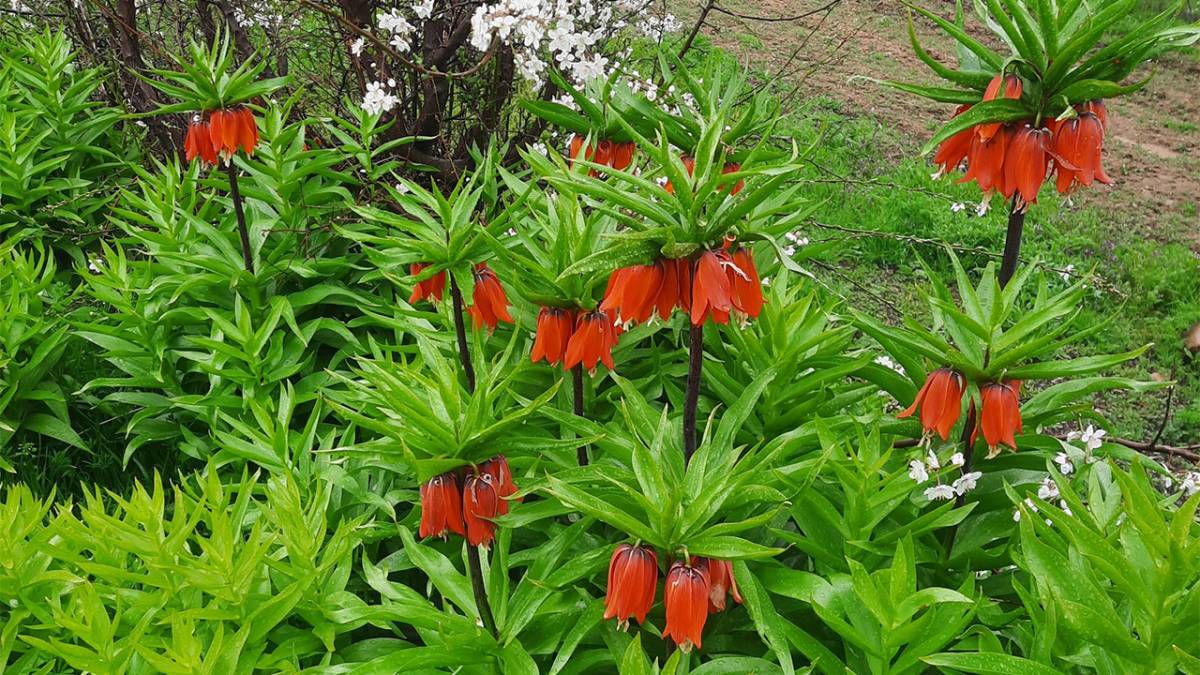 Denizli Bozkurt'ta Ters Lale Şöleni