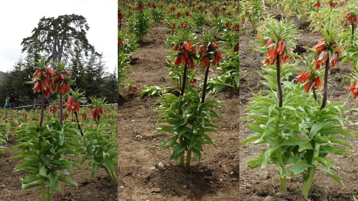 Denizli Bozkurt'ta Ters Lale Şöleni